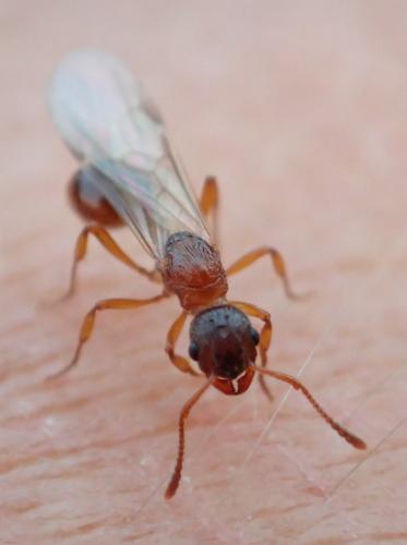 Myrmica sp.